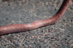 Masticophis flagellum piceus