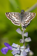 Burnsius communis