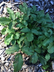 Potentilla indica