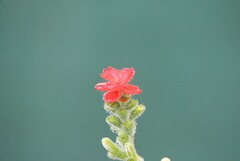 Tourrettia lappacea