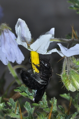 Xylocopa atamisquensis