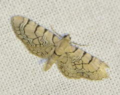 Eupithecia venosata