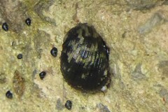 Nerita fulgurans