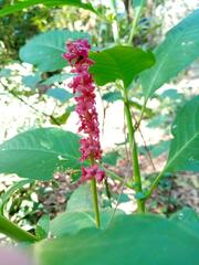 Phytolacca heterotepala