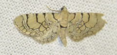 Eupithecia venosata