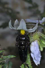 Xylocopa atamisquensis