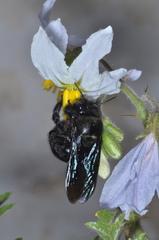 Xylocopa atamisquensis
