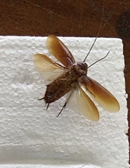 Periplaneta americana