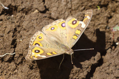 Junonia villida