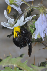 Xylocopa atamisquensis