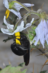 Xylocopa atamisquensis