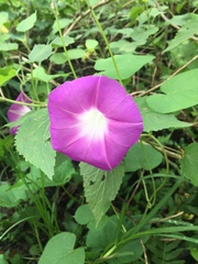 Ipomoea orizabensis orizabensis