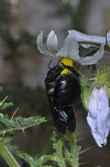 Xylocopa atamisquensis