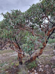 Arbutus arizonica