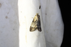 Dasylophia thyatiroides