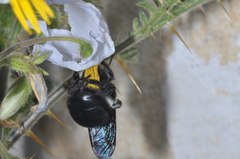Xylocopa atamisquensis