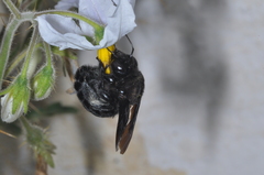 Xylocopa atamisquensis