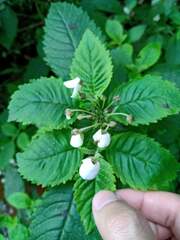 Jovellana punctata