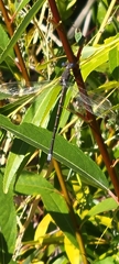 Lestidae