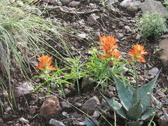 Castilleja integra