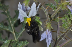 Xylocopa atamisquensis
