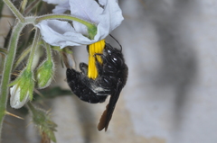 Xylocopa atamisquensis
