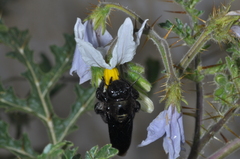 Xylocopa atamisquensis