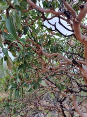 Arbutus arizonica