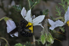 Xylocopa atamisquensis