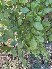 Forestiera pubescens