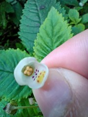 Jovellana punctata