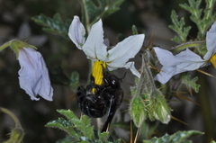 Xylocopa atamisquensis