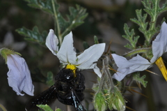 Xylocopa atamisquensis