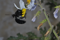 Xylocopa atamisquensis
