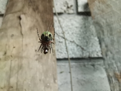 Araneus detrimentosus