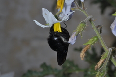 Xylocopa atamisquensis