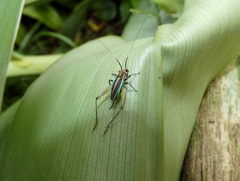 Phylloscyrtus