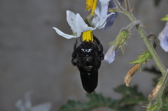Xylocopa atamisquensis