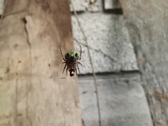 Araneus detrimentosus