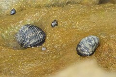 Nerita fulgurans