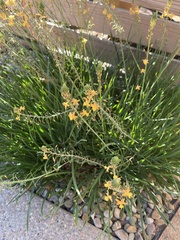 Bulbine frutescens