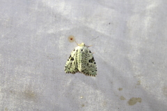 Leuconycta diphteroides