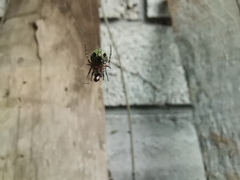 Araneus detrimentosus