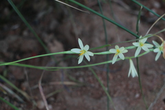 Hesperantha