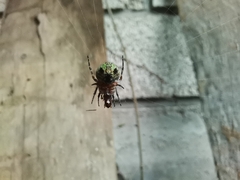 Araneus detrimentosus