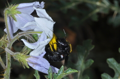 Xylocopa atamisquensis