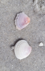 Chione elevata