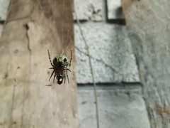 Araneus detrimentosus