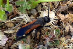 Scolia sexmaculata