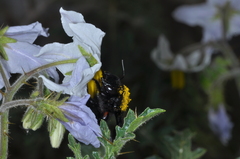 Xylocopa atamisquensis